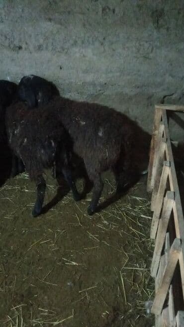 животные птицы: Продаю | Ягненок | На забой — 4