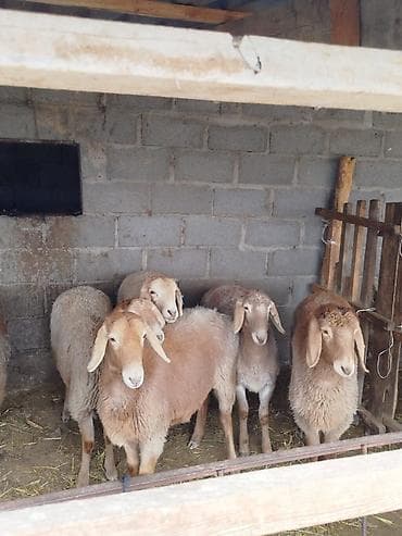 кой козусу: Продаю | Овца (самка) | Арашан | Для разведения | Матка — 1