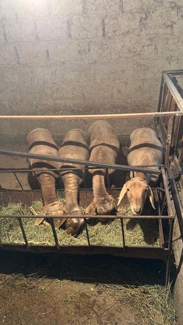 контейнер для животных: Продаю | Баран (самец) | На забой — 1