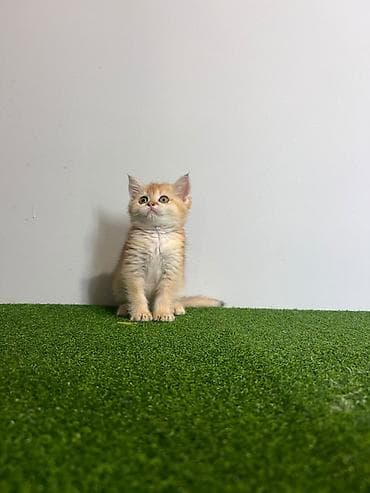 Британская короткошёрстная, 2 месяца, Девочка, Золотая шиншилла, Приучена к лотку