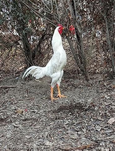 сколько стоит британские кошки: Продаю | Петух | Бойцовая | Для разведения — 7