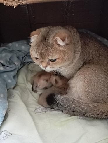 шатланская кошка: Шотландские вислоухие котята (Scottish Fold) - Окрас: золотой (теплый — 2