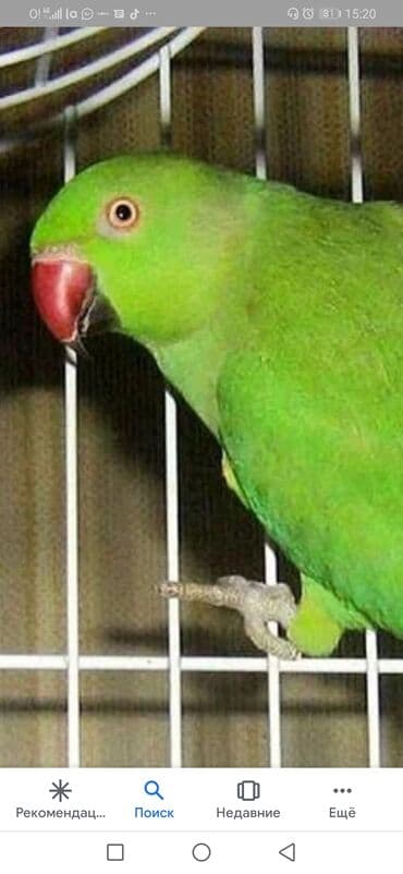 Птицы: Попугаи Ожиреловые хорошо учатся говорить и приручаются к рукам — 5