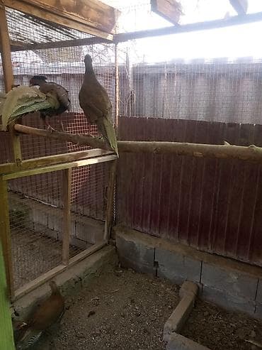 кеклик цена: Продам молодых серебряных фазанов — 3