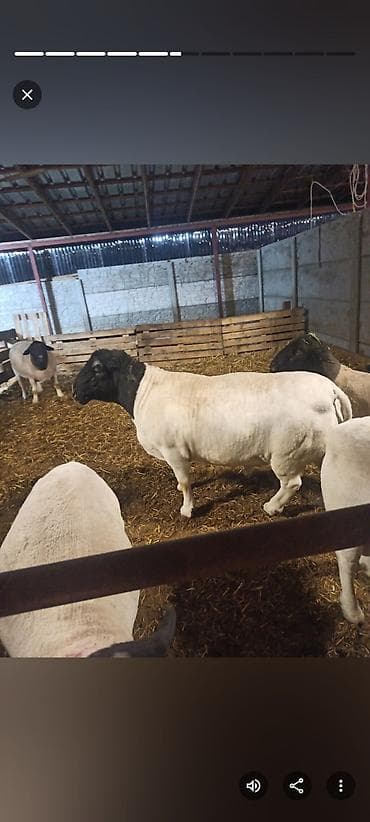 баран купить бишкек: Продаю | Овца (самка) | Для разведения | Племенные — 9