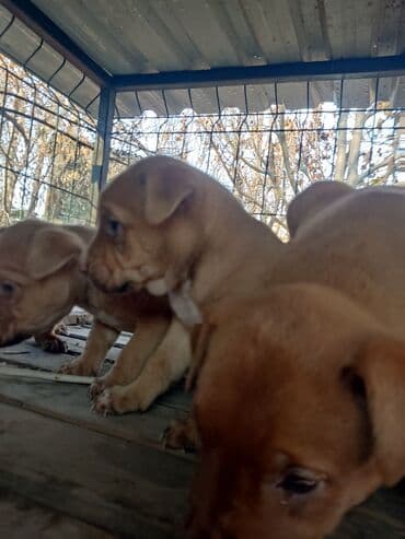 собаки и щенки в дар: Щенки К Продаже готовы Питбуль кушают самостоятельно Срочная цена — 14
