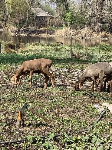 перо павлина: Продаю | Ягненок, Баран (самец) | Полукровка, Арашан | На забой, Для разведения — 5