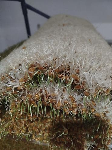 тыквенные семечки: Сумолкко ондурулгон даяр буудай сатылат кг 150 сомдон даяры — 2