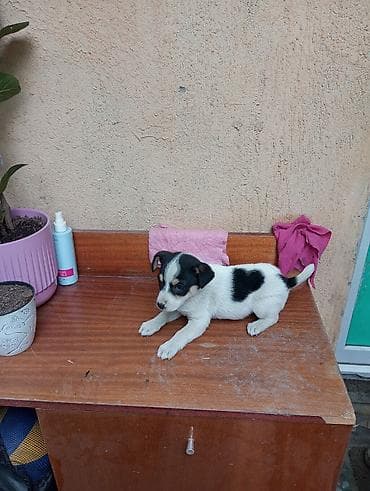 Собаки: Щенок мелкого/среднего размера, с короткой гладкой шерстью. Окрас — 5