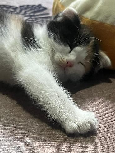 Мышыктар: Котята домашние, разного окраса: - Рыжие тигровые: мягкая короткая — 2