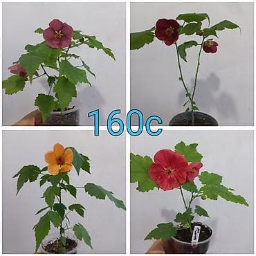 моно калисо: Комнатные цветы в стаканчиках: 1) Глоксиния (Sinningia speciosa) с — 5