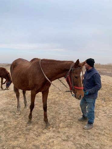ко шомо: Продаю | Кобыла (самка) | Английская | Рабочий — 1
