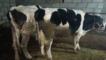 продаю бычков: Продаю | Бык (самец) | На откорм | Привязанные — 5