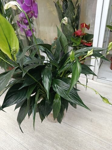 биндеры 100 листов с квадратными отверстиями: Спатифиллум (Spathiphyllum) в горшке - Пышный куст с плотной розеткой — 2