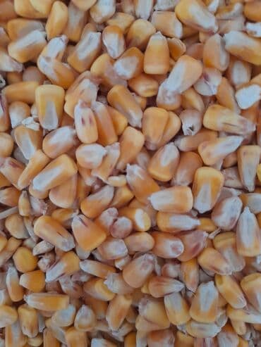 Аквариумы: Куплю кукурузу дорого от 25 тон до 200 тон прозьба только звонить — 1