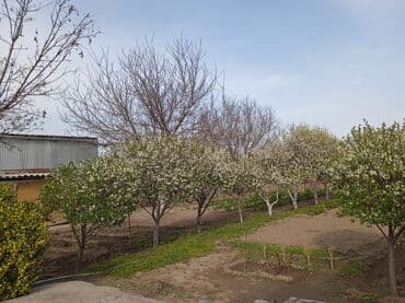 саженцы черешни в оше: Саженцы карликовой вишни Токмак . Только звонить! какие ягоды можно — 2