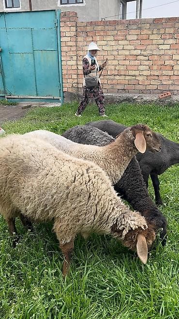 продам голубей: Продаю | Ягненок | Для разведения — 6