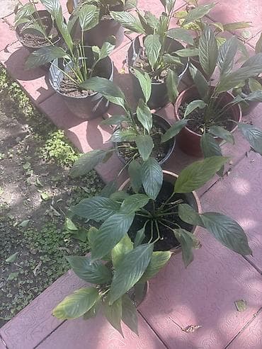 Спатифиллум (Spathiphyllum), горшечные растения - Домашние