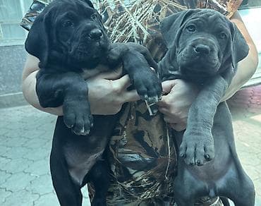 cane corso: Кане-корсо, 2 месяца, Самец — 8