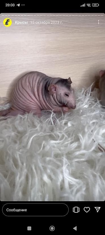 кошка рэгдолл цена: Привет друзья. в питомнике Rat haus Love родились новые детки — 5