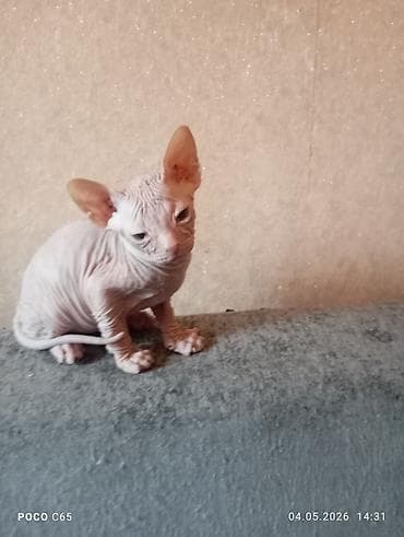 кошки в токмаке: Продажа кошек — 10