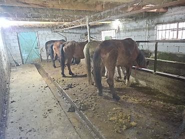 Другие животные: Продаю | Кобыла (самка) | Полукровка | Рабочий — 3