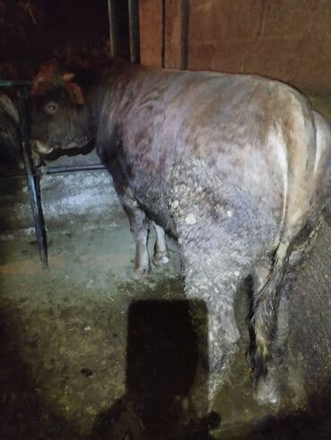 бык порода: Продаю | Бык (самец) | На откорм, На забой, Для разведения | Привязанные — 1