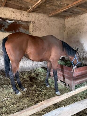 сухопутная черепаха домашняя купить: Сатам | Бээ (ургаачы) | Жумушка — 1