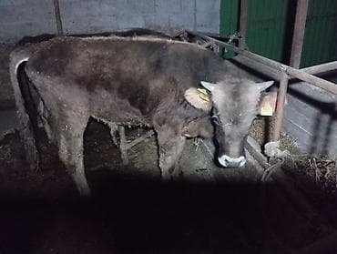 Продаю | Бык (самец)