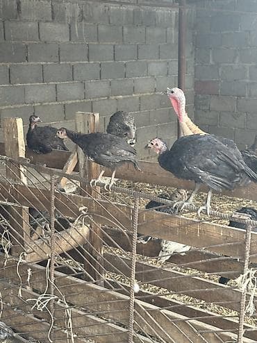 хомяки бишкек: Сатам | Ургаачы күрп (ургаачы), Эркек күрп, Балапан күрп | Аргын, Кара ханзаада, Түндүк Кавказ | Союуга, Көбөйтүү үчүн — 3
