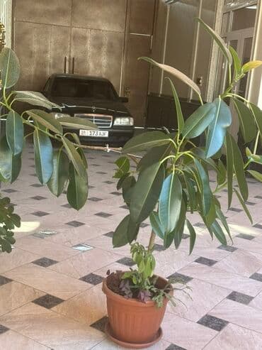 саженцы плодовых деревьев бишкек: 🌿 Продаются комнатные цветы! 🌿 ✨ В наличии: крупный и ухоженный Фикус — 1