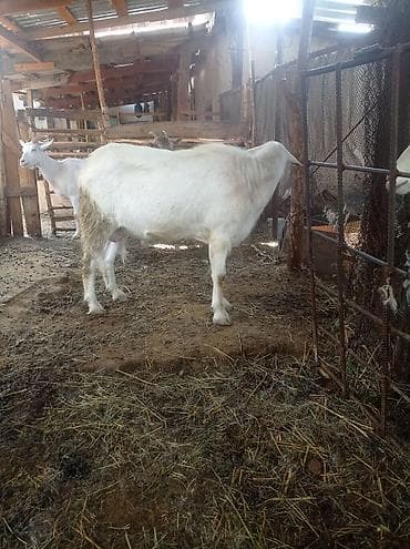 порода голштин: Продаю | Коза (самка) | Зааненская | Для молока | Племенные — 2