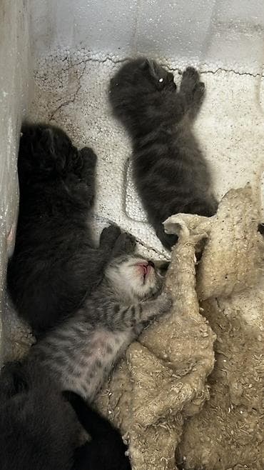 Животные: Милые серые котята ищут дом🐾 Окрас разный: серый дымчатый — 2