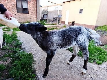 кошки сиямские: Продаю | Музоо, торпок | На откорм | Искусственник — 4