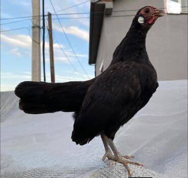 породы кур: Продам бентамки — 3