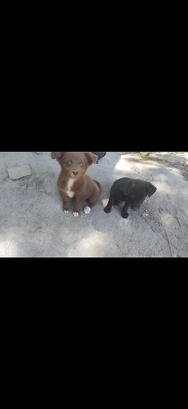 Продажа собак: Отдам в добрые руки Щенки дворняжки🐶 Ищем любящих хозяев для — 2