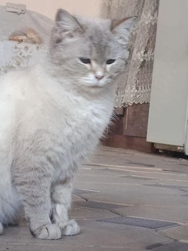 шотландская веслоухая кошка: Британская короткошёрстная, 7 месяцев, Девочка — 5