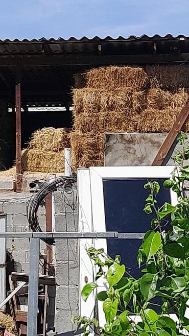 Срочно срочно продаю солому где-то 50-60 штук цена 100 сом