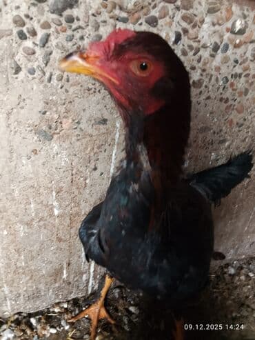 д к: Продаю петуха бойцевой Дакан молодой — 6