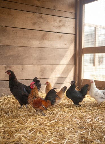 продам домик для кошки: Продаю | Куры | Для разведения — 1