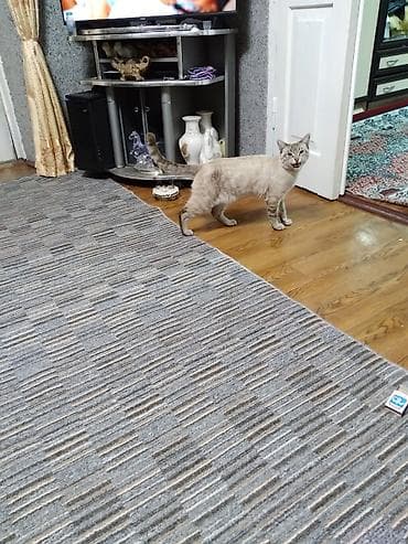 британская голубая кошка: Бенгальская, 10 месяцев, Мальчик, Приучена к лотку — 4