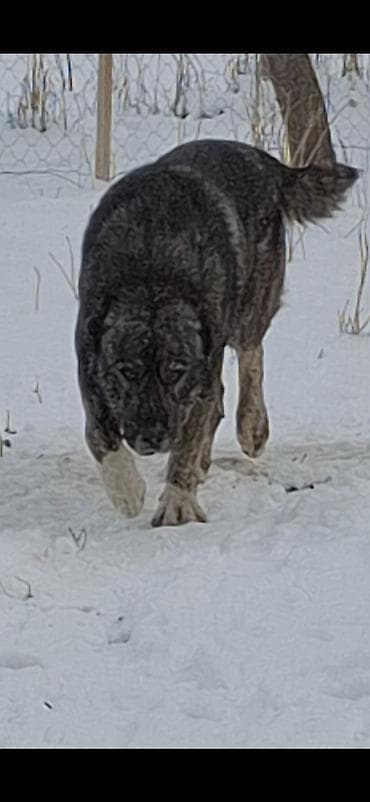 собаки продажа: . абориген. старотипная средниазиатская Щенки крупной рабочей породы — 1