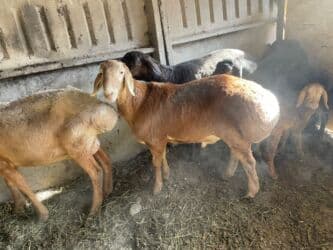 продажа щенков немецкой овчарки с документами в бишкеке: Продаю | Овца (самка) | Арашан, Гиссарская | Для разведения | Ягнившаяся, Матка — 17