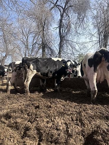 дратхаар бишкек: Сатам | Уй (ургаачы) | Голштин | Сүт алуу үчүн | Асыл тукумдуу — 1