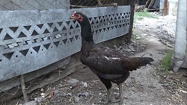 цеплята бройлер: Продаю | Куры | Бойцовая | Для разведения — 3