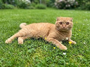 котенок скотиш фолд: Скотиш Фолд (Шотландская вислоухая), 8 месяцев, Мальчик, Рыжий, Приучена к лотку, Проглистована — 3