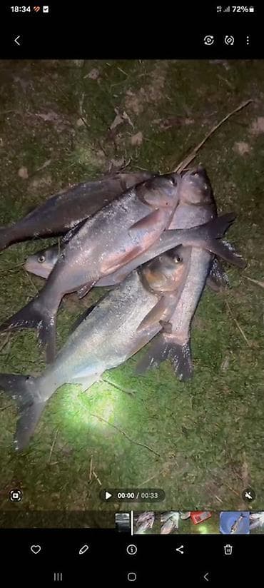 за сколько дней до отела корова наливает вымя: Недоросток 600-400-300грамм срочно срочно звоните живой на зарыбление — 1