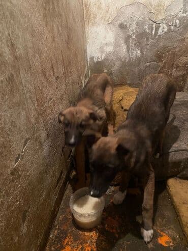 продам собаку: Овчарка, 2 месяца, Самка — 19