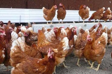 Продаю | Куры, Петух, Цыплята | Бройлерная