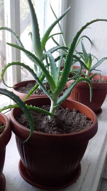 полистроль блоки цена бишкек: Алоэ двухлетние, трёхлетние. Цена от 200 сом. Пишите на Ватсап. Здесь — 2